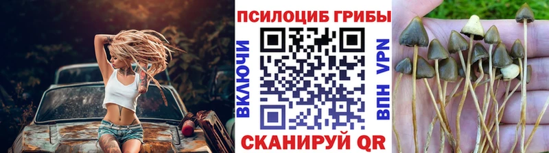 Купить Онега Галлюциногенные грибы Psilocybe